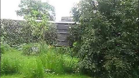 Swarm enters warre bait hive