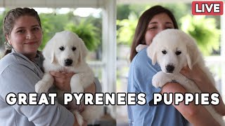 Great Pyrenees Puppy Livestream  The puppies are starting to go to their forever homes