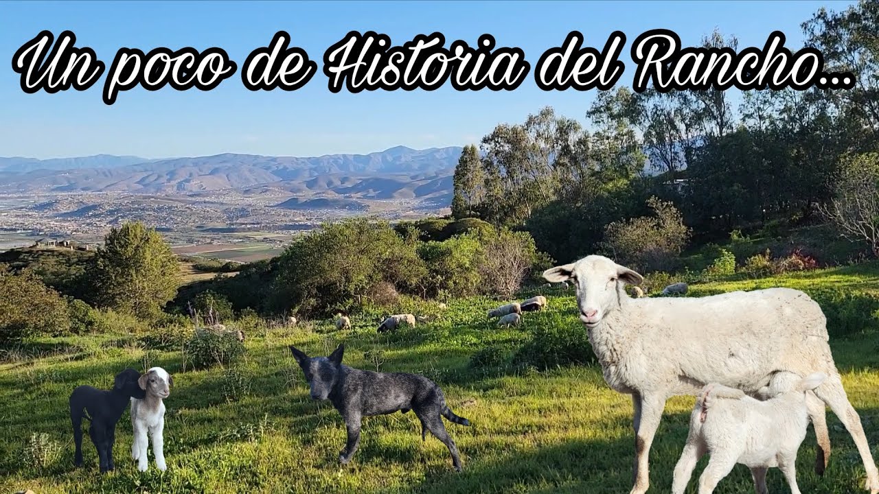 PASTOREANDO BORREGOS en la HUERTA 