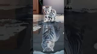 Kucing berubah jadi singa/harimau.