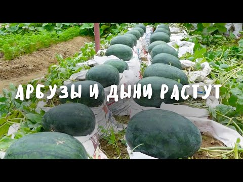 Видео: Арбузы в контейнерах: как вырастить арбуз в контейнерах