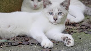 【青い瞳の美猫】ぬいぐるみのようなシャム猫兄弟が倉庫の裏でお昼寝する