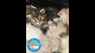 🐎Ponyta's Deception | Organic Siberian Forest Kittens by Alien Country Corgis & Siberians