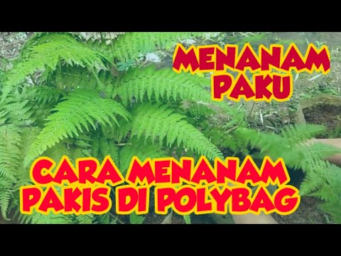 Video: Menanam Tumbuhan Pakis Diraja: Penjagaan Pakis Diraja Di Taman