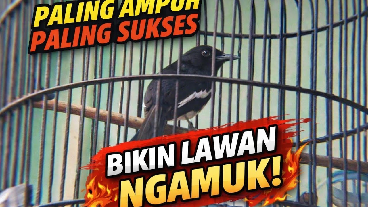Terapi Kacer malam hari tersukses bikin lawan emosi