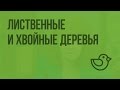 Лиственные и хвойные деревья. Видеоурок по окружающему миру 1 класс