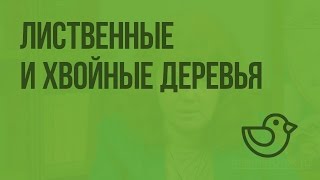 Хвойные Деревья Фото 1 Класс