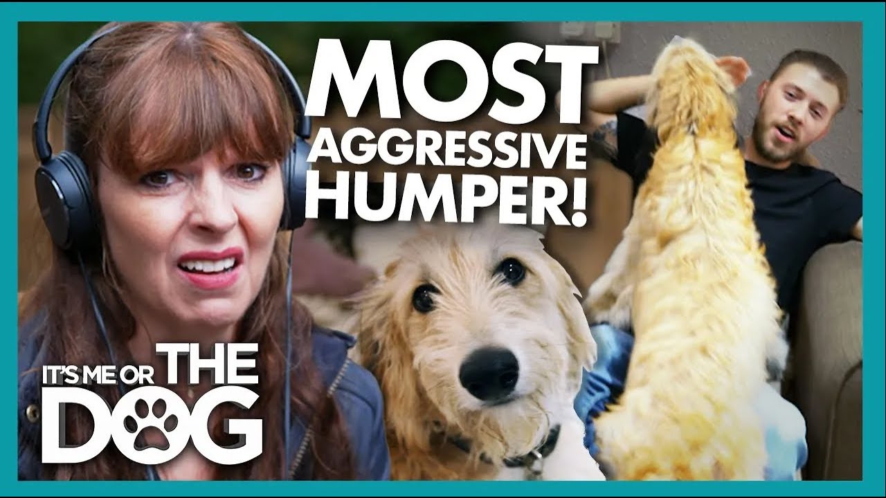 Archie the Lurcher Keeps  'Aggressive' Humping😅 | It's Me or The Dog