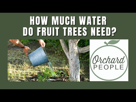 How much water do fruit trees need? 🌳 And when to stop watering?
