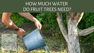 How much water do fruit trees need? 🌳 And when to stop watering?