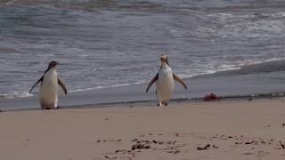 Rare and shy yellow-eyed penguins