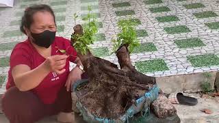 M538 gl cây hai châu lá trung 500k LH 0707713796 Khương bonsai 