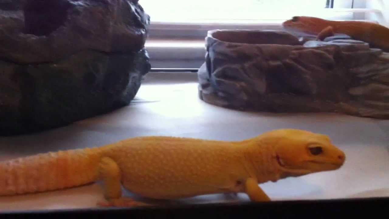 pikachu pokemon Leopard Gecko Colony and set up