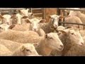 L'levage de mouton a la cte (Aube)