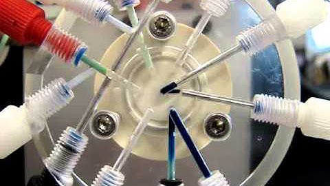 Formation of Concentration Gradient Movie Clip