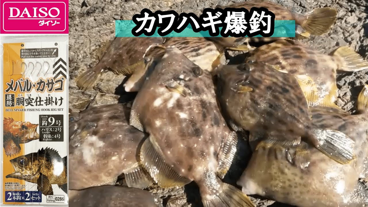 【2025年11月中旬】餌０円、仕掛け１００円で磯のカワハギ釣り。