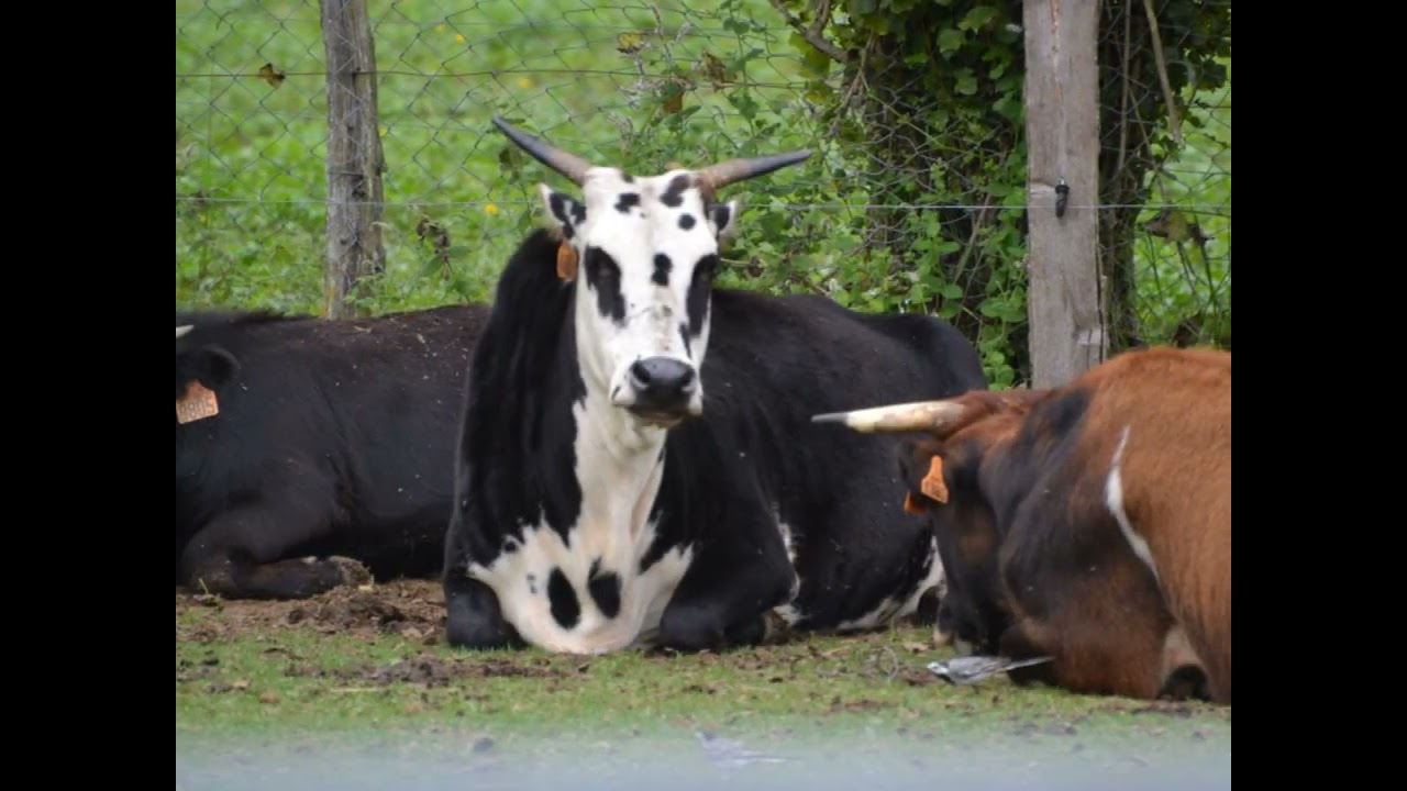 la ferme du bon air Lourdes