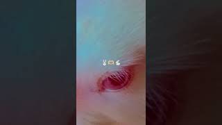 #cute #bunny #shortsbunnylove #cutepets #dillaganamnatha #shorts #trending #rabbitlife #viralvideo