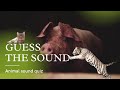 Guess the Sound | Guess the Animal | Animal Quiz