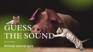 Guess the Sound | Guess the Animal | Animal Quiz screenshot 2