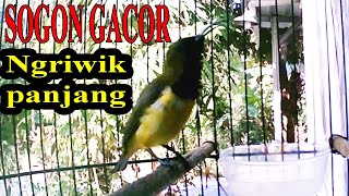 sogon gacor ngriwik ngekek tanpa henti pancingan sogon agar cepat bunyi gacor