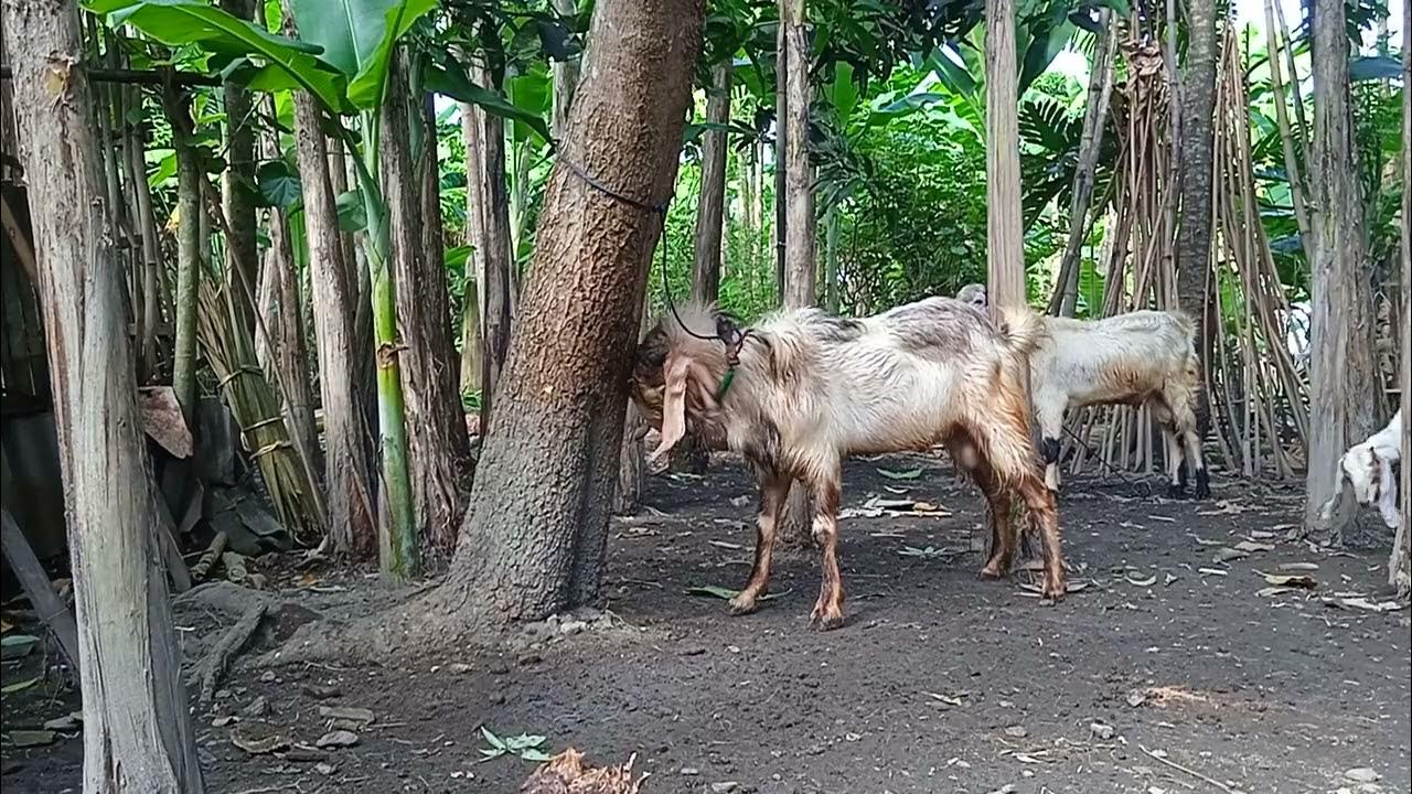 ciri kambing siap kawin - YouTube