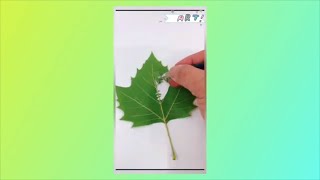 Leaf Art | How to make Skeleton leaves | DIY Skeleton leaves #skeletonleaves, #leafart