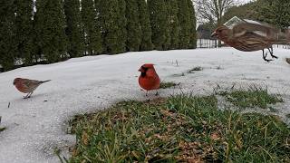 4K Footage of Wild Birds Feeding in Our Backyard! TV for CATS. ASMR, No Music. Birds of Pennsylvania