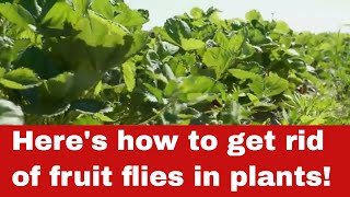 How to Get Rid of Fruit Flies in Plants [In Simple Steps]