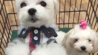 Download lagu Bichon Maltes Feliz Perro Contento Bichon Maltes Feliz Perro Contento
