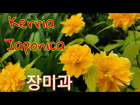 Видео: Kerria Japanese е жълто чудо. Възпроизвеждане
