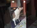 Dog with rhythm. #dog #dogsoftiktok #funnydog #fyp #usa🇺🇸 #funnyvideos