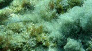 Cuttlefish and crab