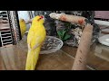 Попугай купается. Parrot bathes. Окружающий мир.