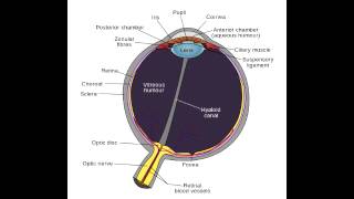 Aqueous Humor Pathway - Anatomy