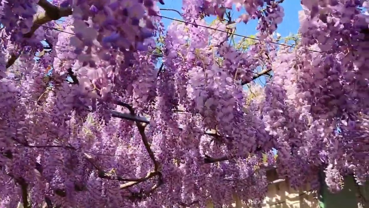 紫藤花 Youtube