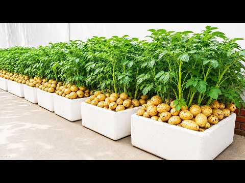 Don’t Throw Away Old Foam Boxes – Grow Giant Potatoes Instead!