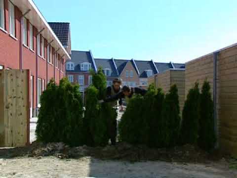 Video: Thuja-haag (28 Foto's): Welke Thuja Is Beter Voor Een Hek? Op Welke Afstand En Hoe Te Planten? Hoe Maak Je Met Je Eigen Handen Een Groene Haag Rond Het Huis?