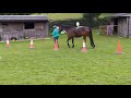 Orla Horse Agility May 2020