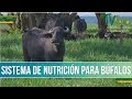 Cual es el Sistema de Nutricion para Bufalos - TvAgro por Juan Gonzalo Angel