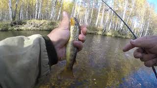 Более 30 форелей с 2км реки. Форелевые реки Челябинской обл. Fishing Angeln Vissen