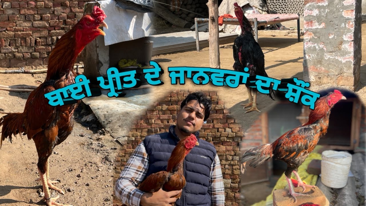 ਬਾਈ ਪ੍ਰੀਤ ਦੇ ਜਾਨਵਰਾਂ ਦਾ ਸ਼ੌਂਕ| good quality aseel roosters