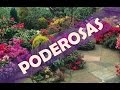 â˜ž 5 plantas ornamentales para aumentar la energía en el hogar