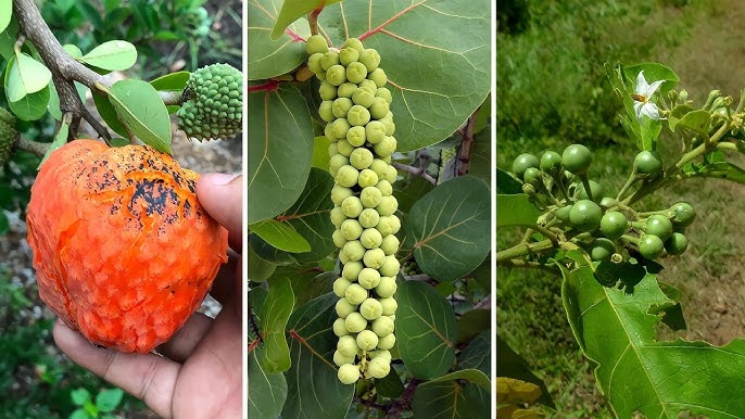 10 Frutas típicas do cerrado - ABRAFRUTAS