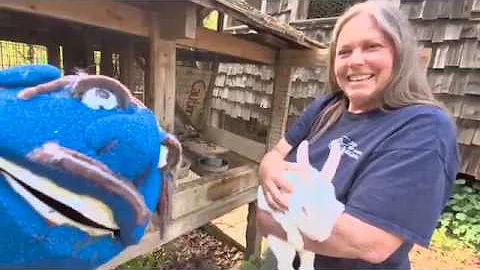 From the Farm: Rabbits