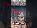 世界一なめられやすい猿、パンチ