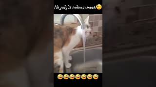 Cats🐱Dogs🐶Memes✅🤣🤪✅ #tiktok #trending #trend #foryou #memes #2024