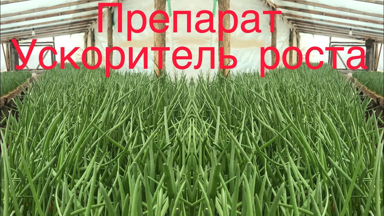 Калина скорость роста