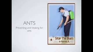 Pest Control in Aurora, IL - Aurora Pest Control Pros