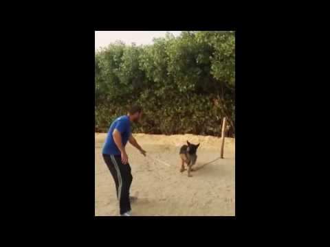 كيف تخلي الكلب شرس